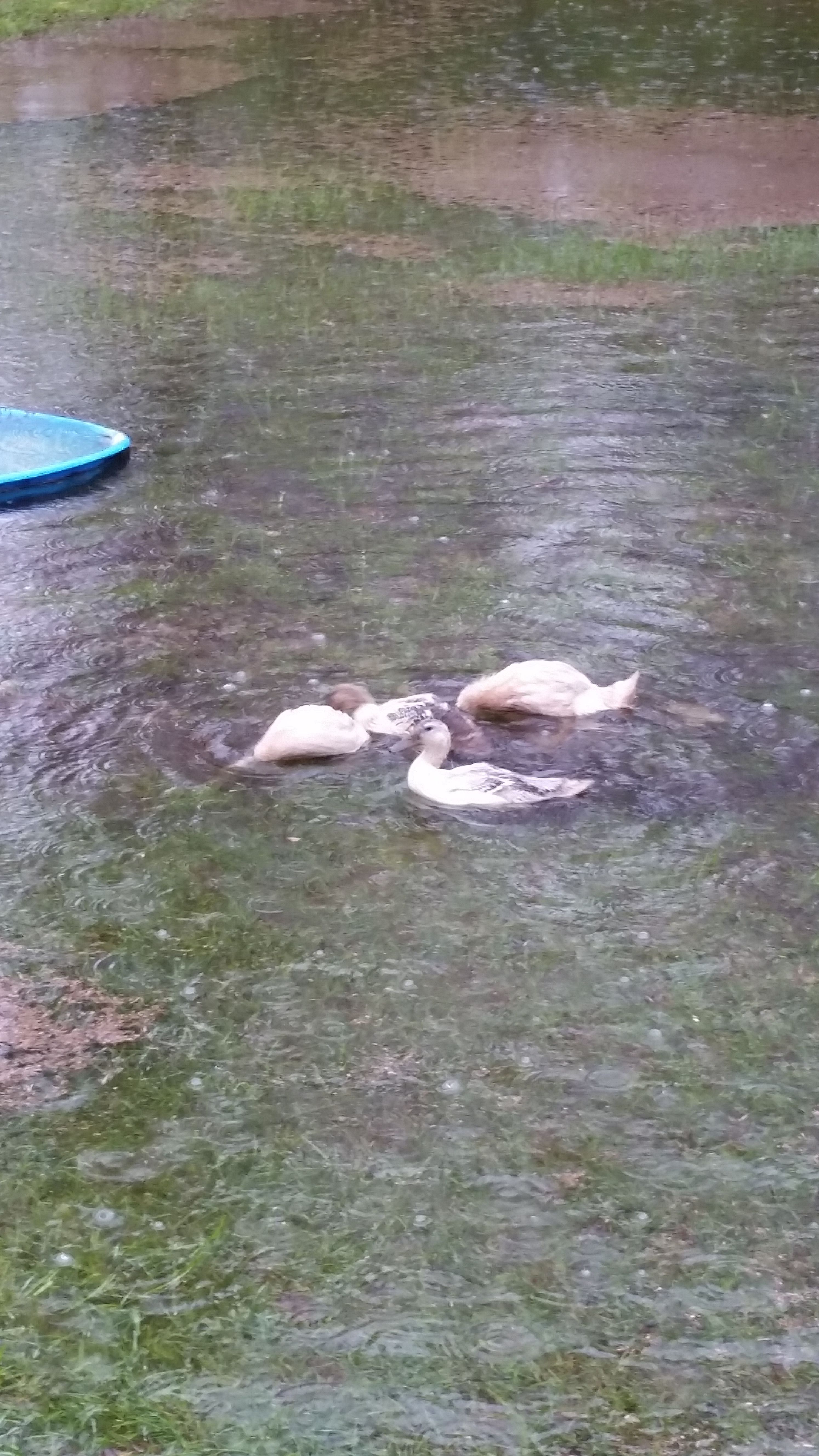 Ducks in flooded yard