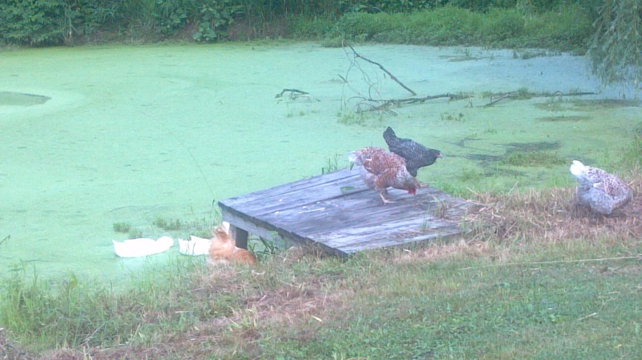 Ducks in pond and chickens...