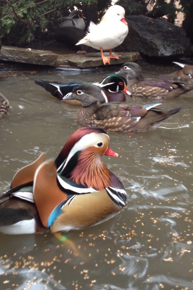 Ducks in pond