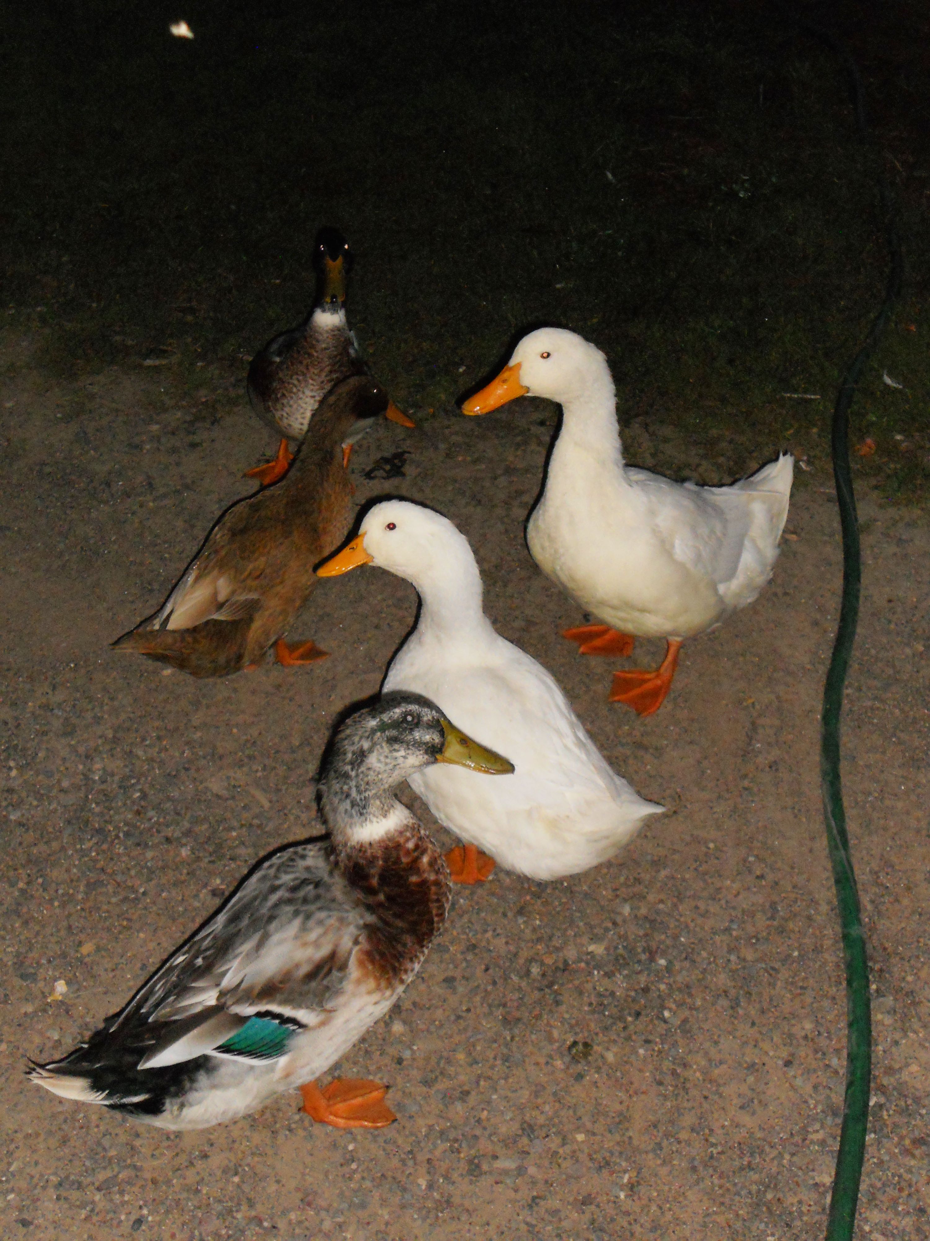 ducks in the dark