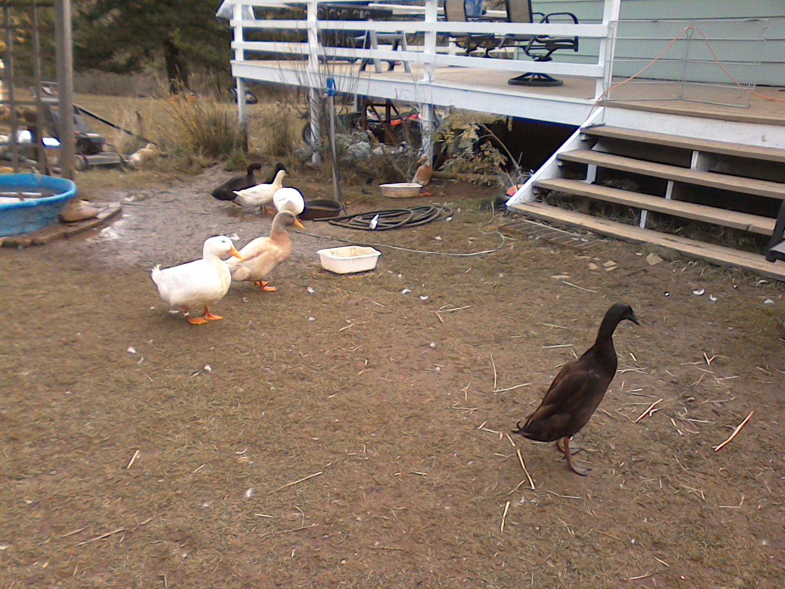 Ducks in the fall, 2015.  The grass is almost gone.