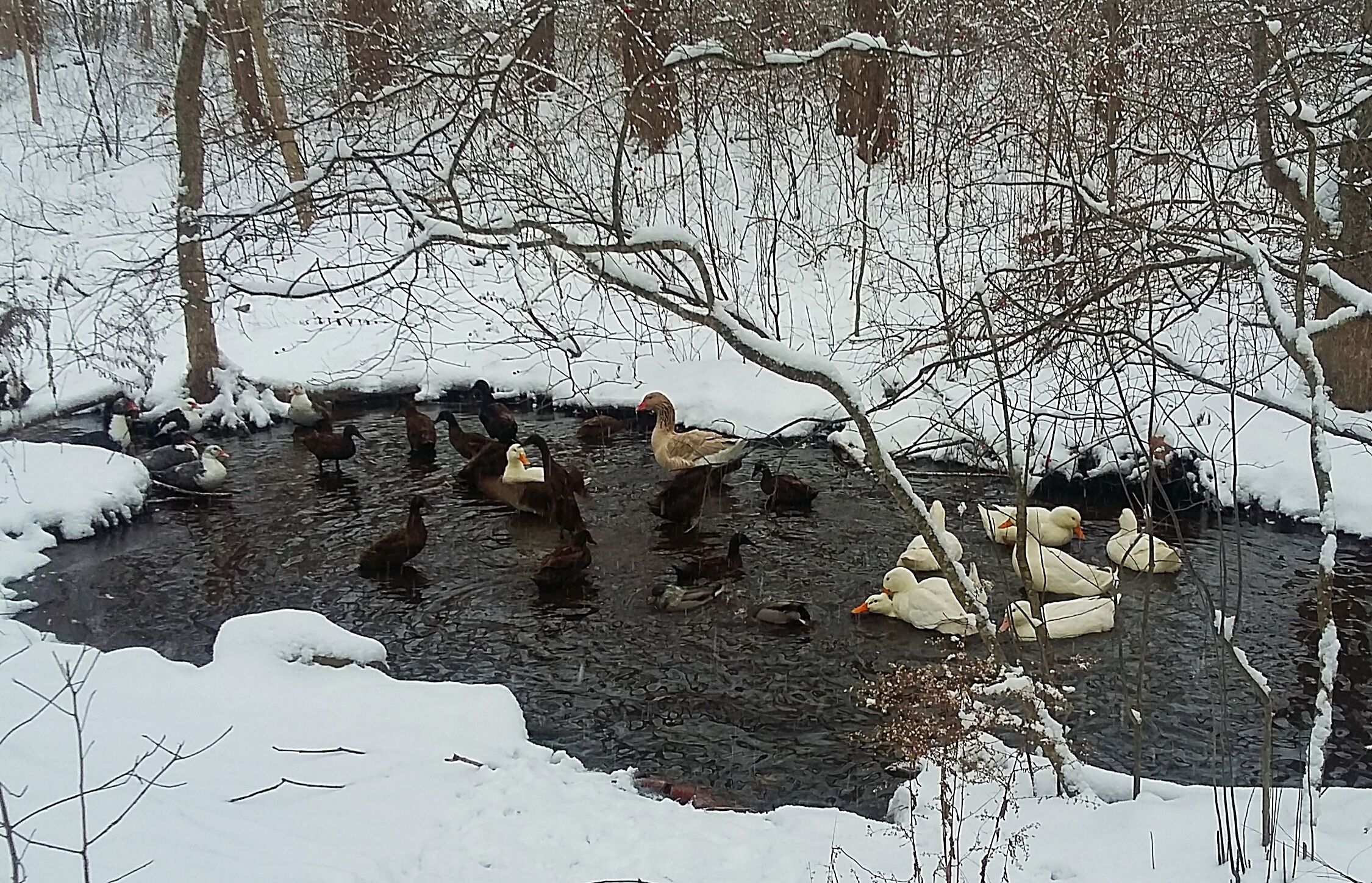 Ducks in the pond after a snow