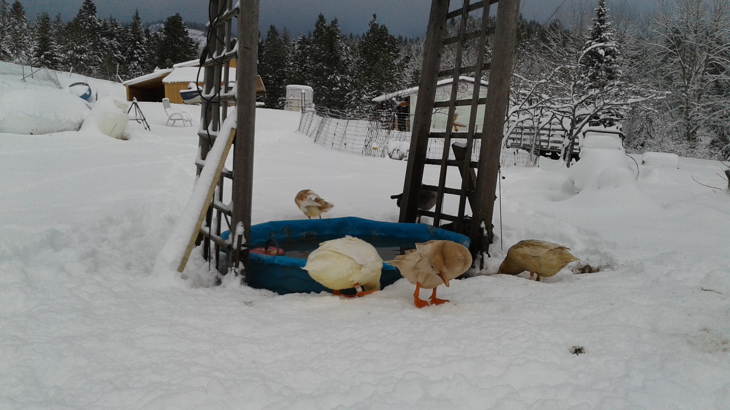 Ducks in the snow.