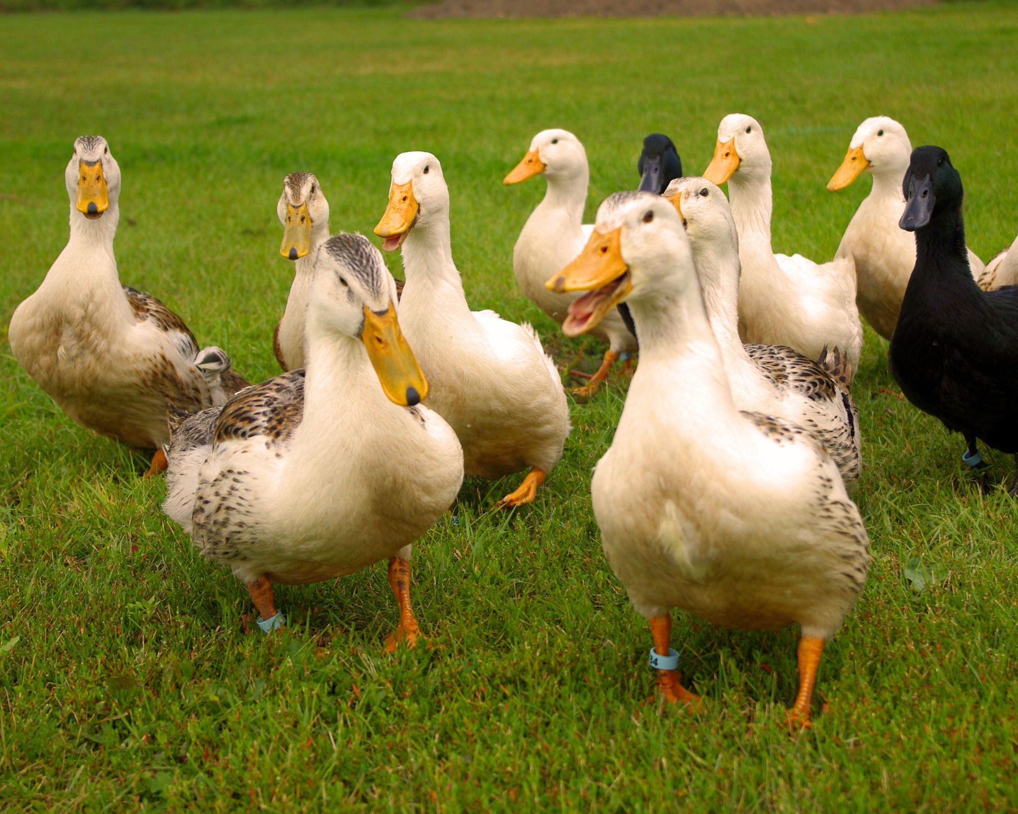 Ducks in the yard.  Silver and White Appleyards and Cayugas