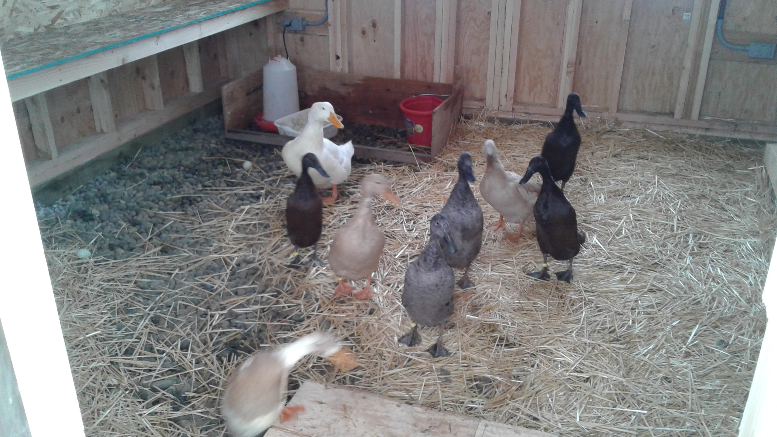 Ducks in their new house.