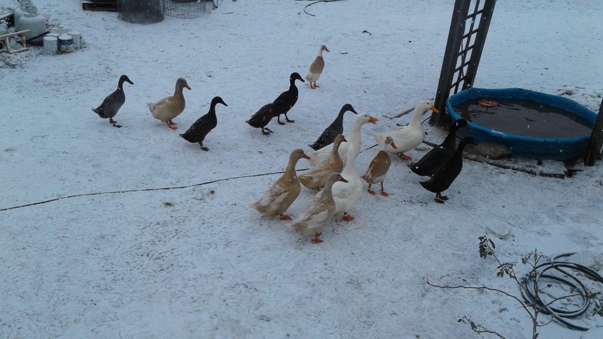 Ducks in winter snow.