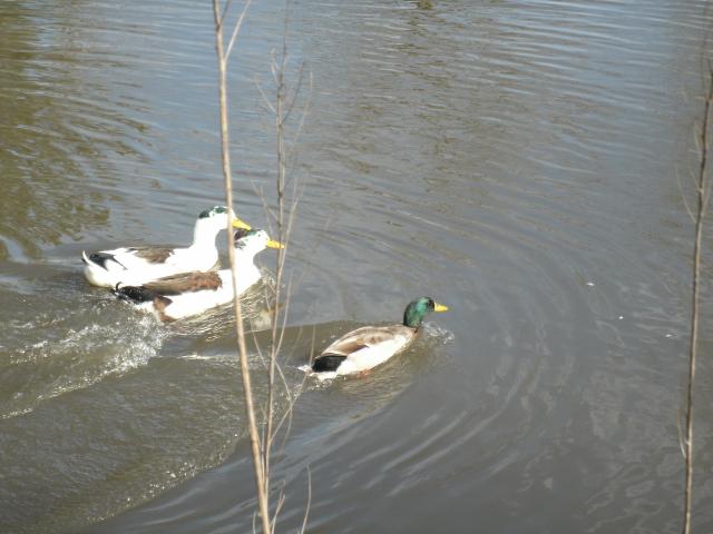Ducks on the pond.