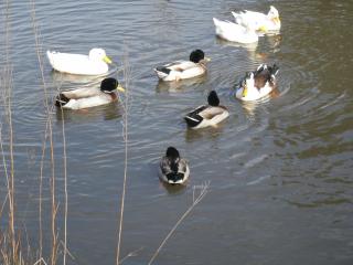 Ducks on the pond.