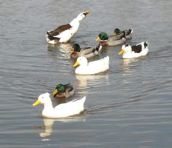 Ducks on the pond.