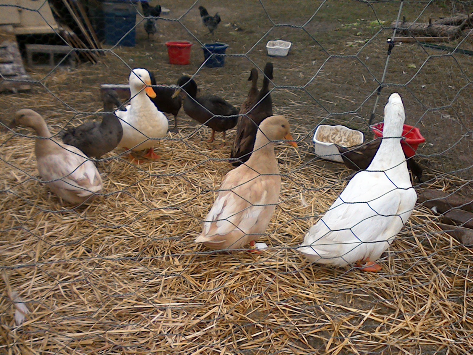 Ducks seperated because they have bumblefoot.