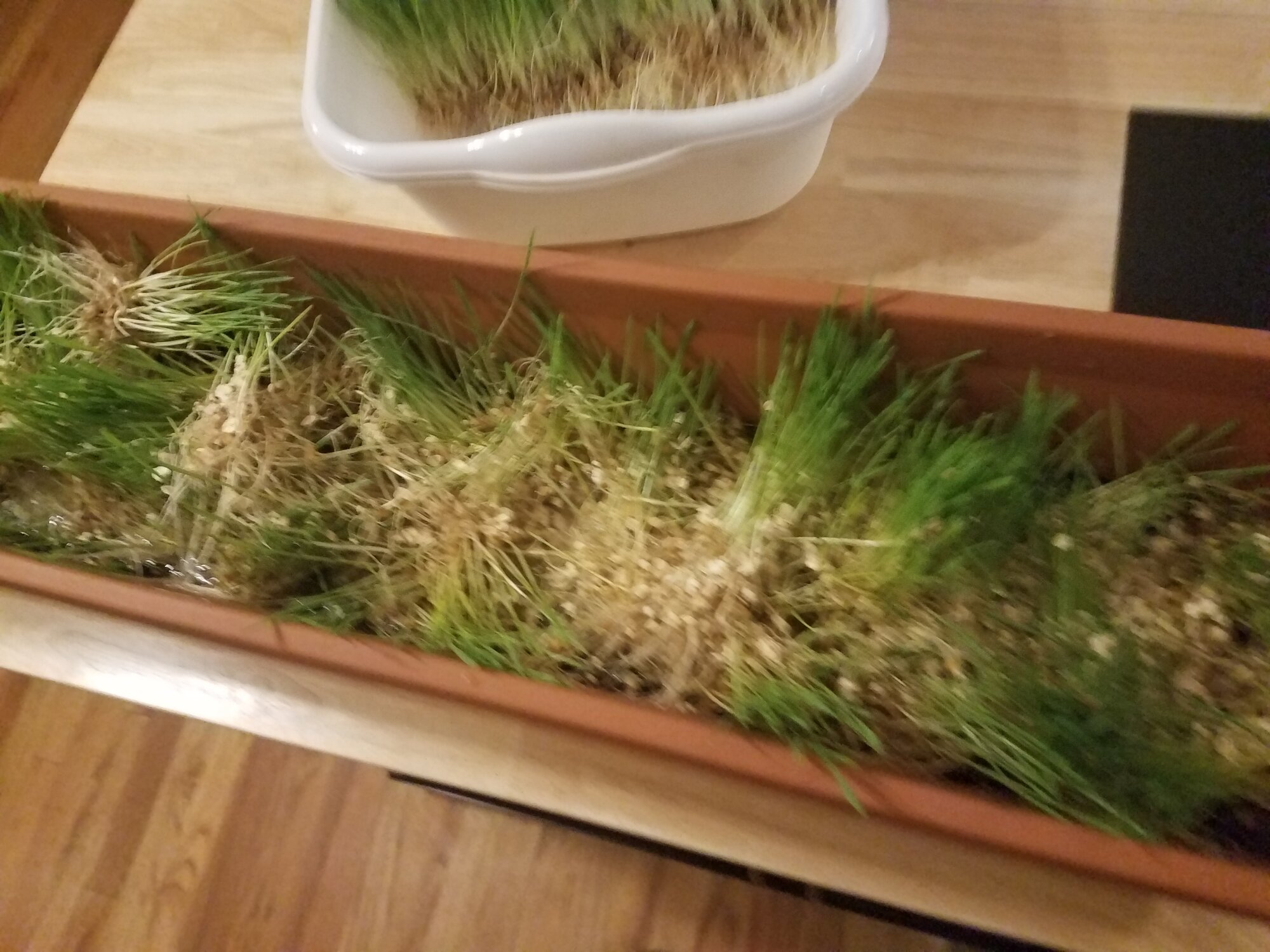 Duck's supper bowl with fodder