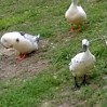 Ducks that visited us