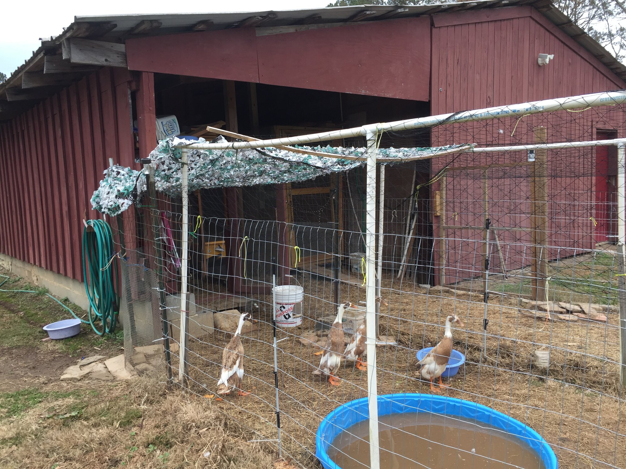 Ducks, their pens and run