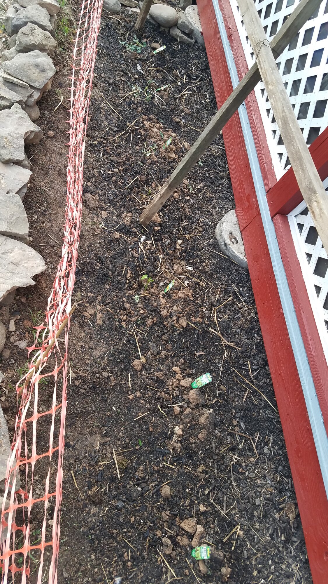 Ducks trampled the Peppers and ate the tomato plants