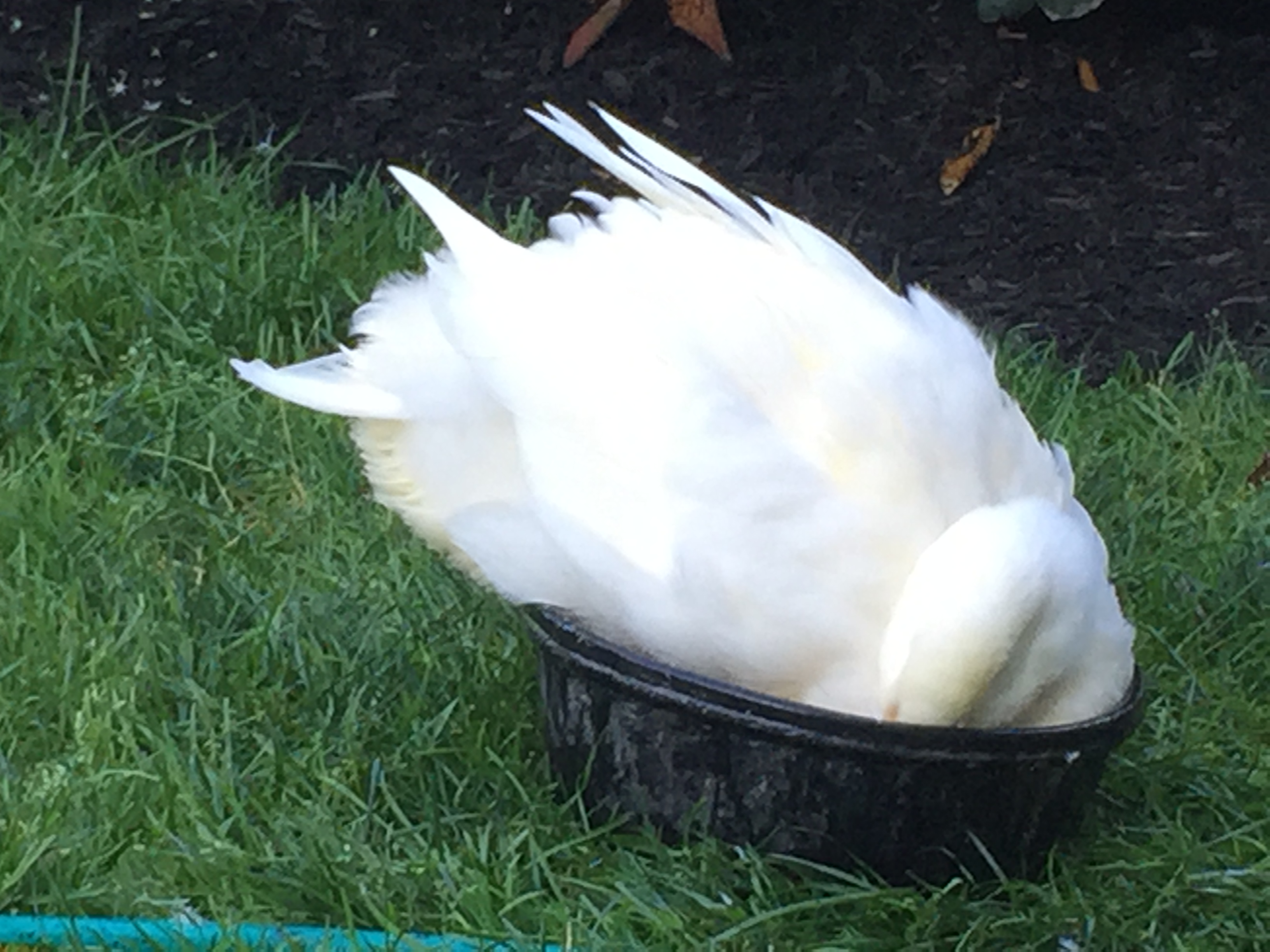Ducks will do anything to take a bath.