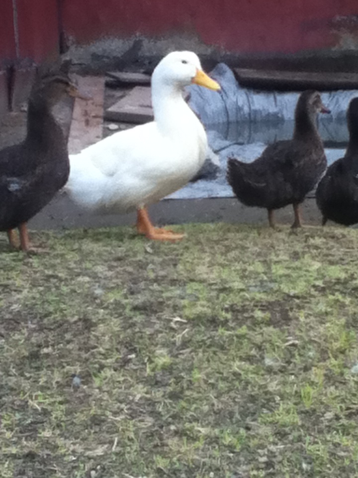 Ducks