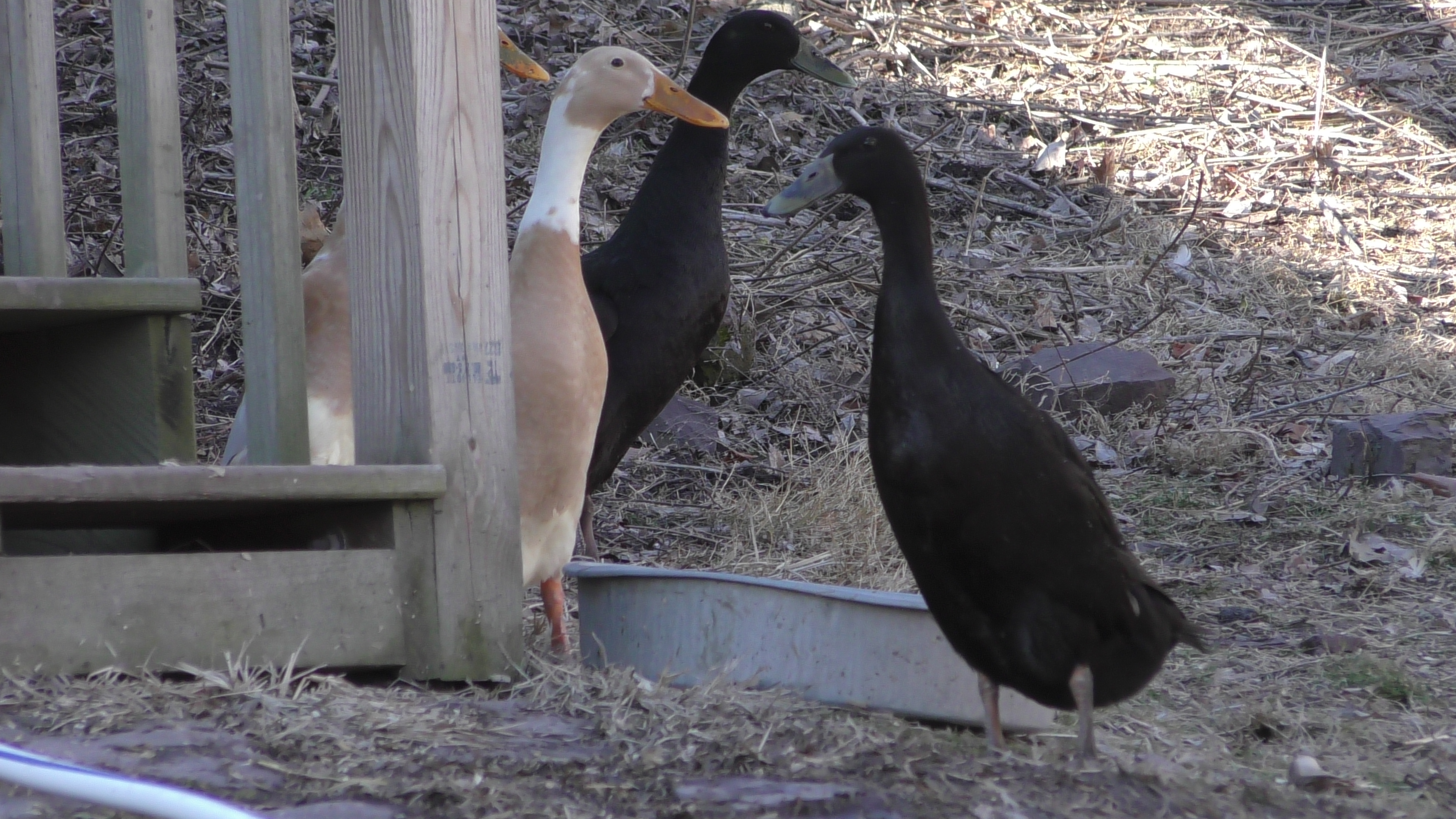 Ducks