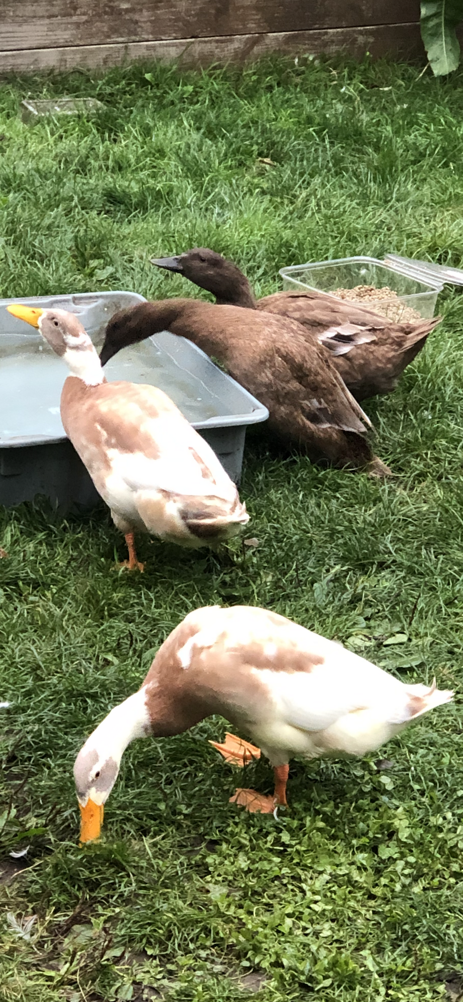 Ducks