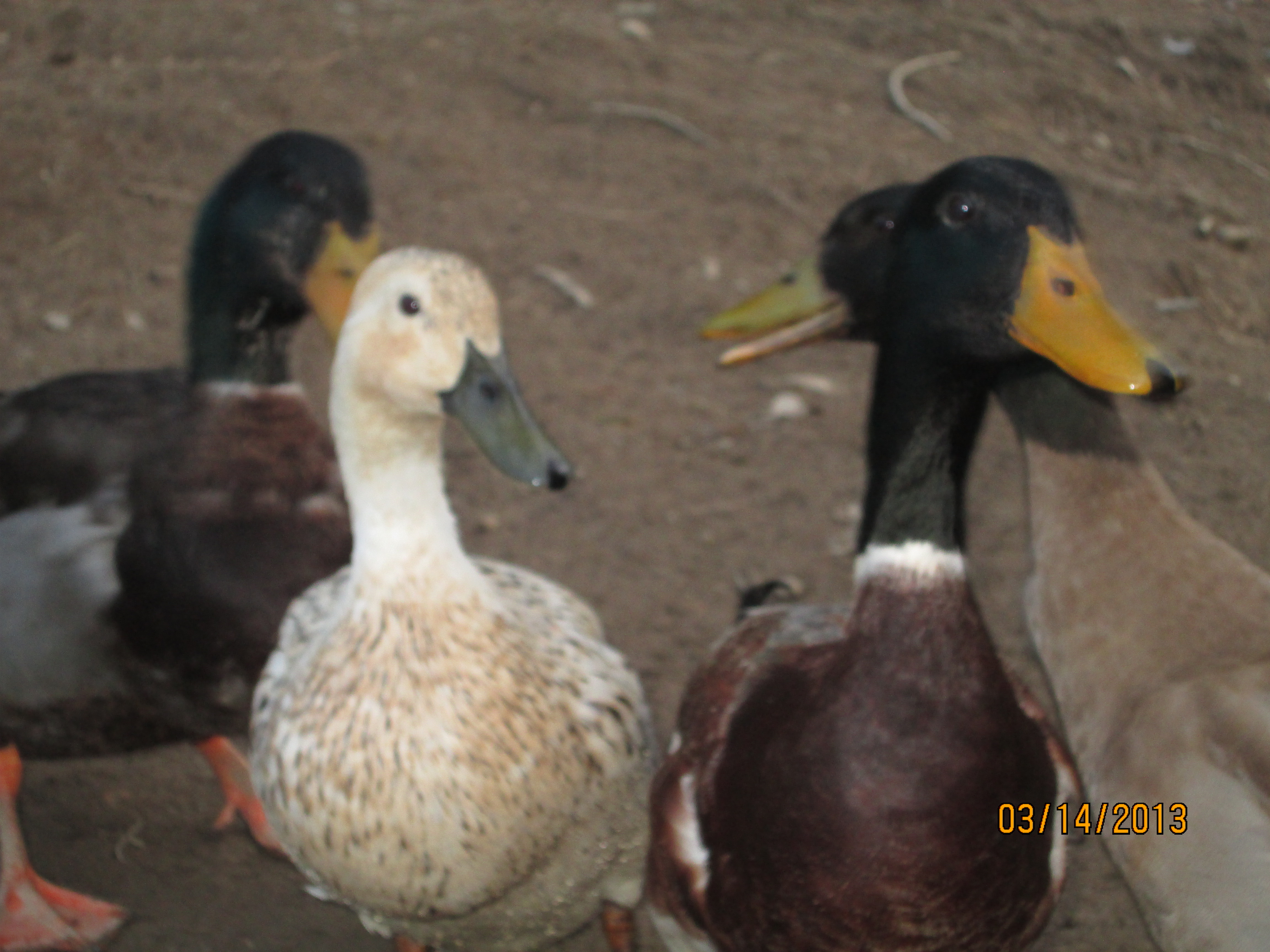 Ducky, Keisha, Sammy, and Rooster McGee