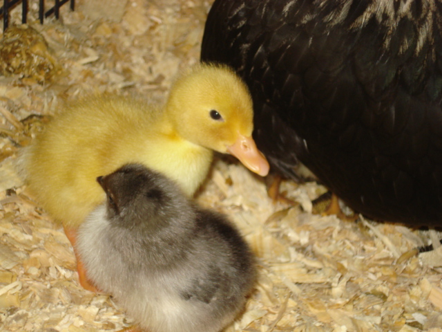 Ducky n chickie