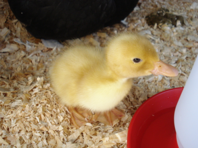 Ducky