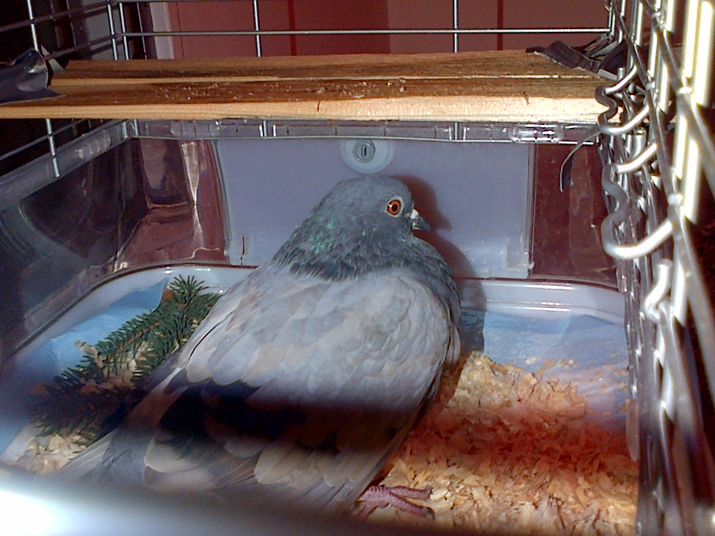 Ducky