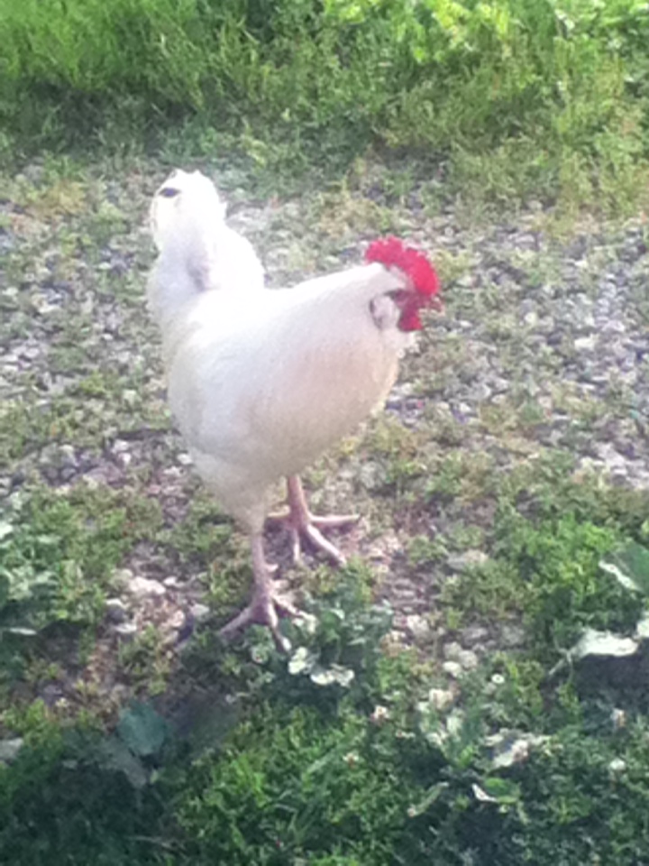 Dude (white-ish EE/OE mutt).