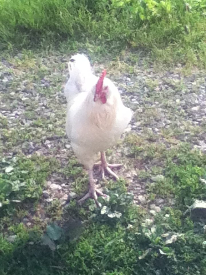 Dude (white-ish EE/OE mutt).