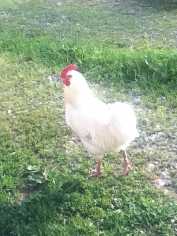 Dude (white-ish EE/OE mutt).