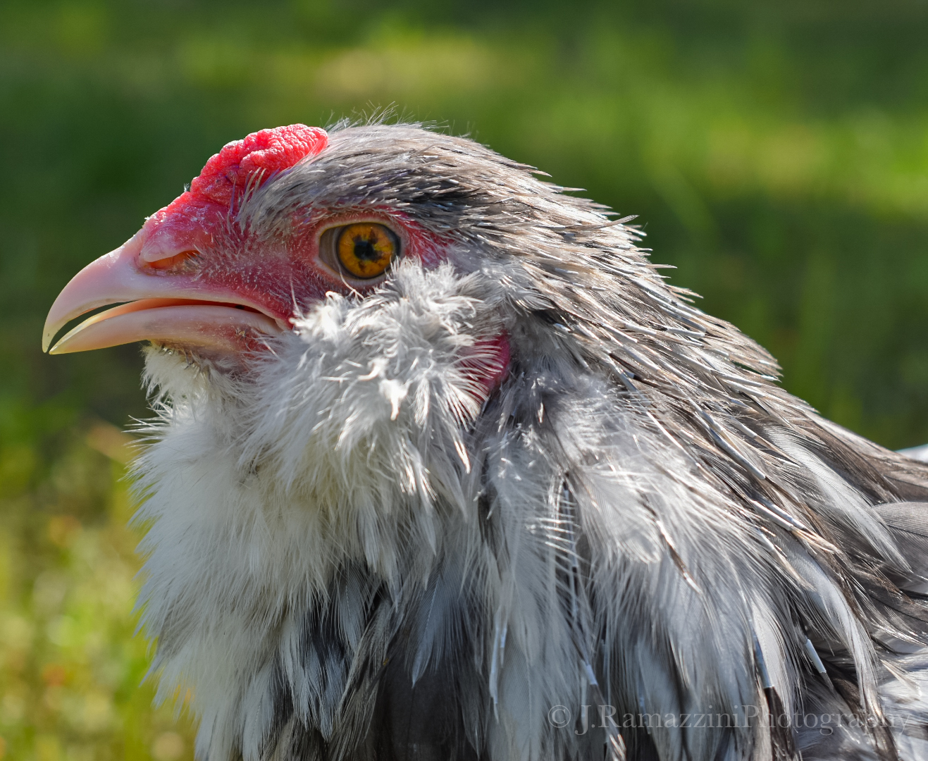 Dufus The Splash Ameraucana Roo