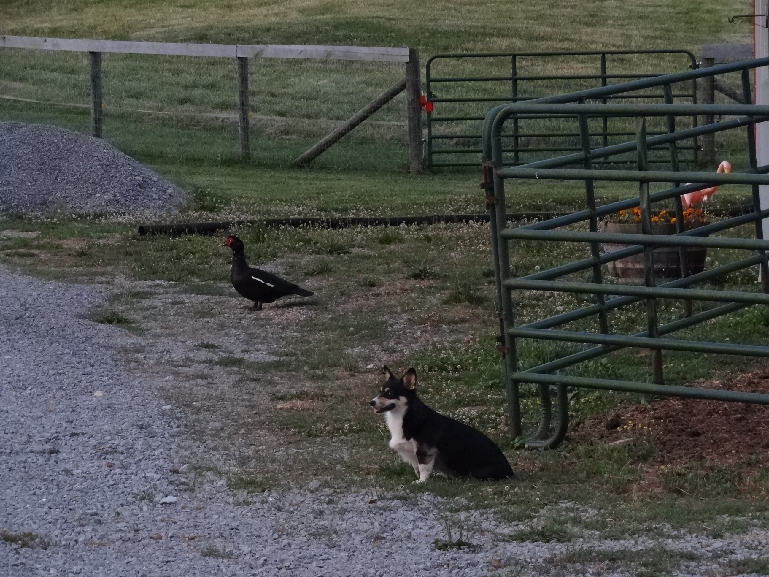 Duke and Lulu overlooking their domain.