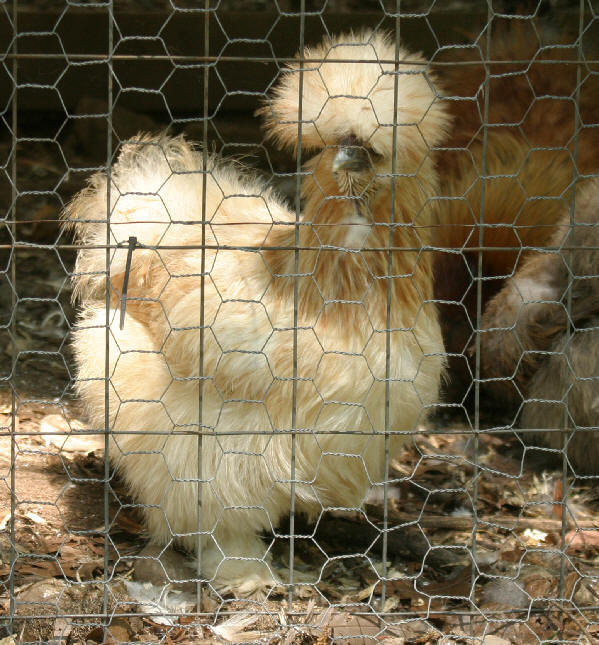 Dulce, my wonderful and most favorite hen. She passed away this winter, and was the last of the birds I had with these genes. She is a Dominant White. I would DEARLY like to get more this color. If you have some, please let me know.