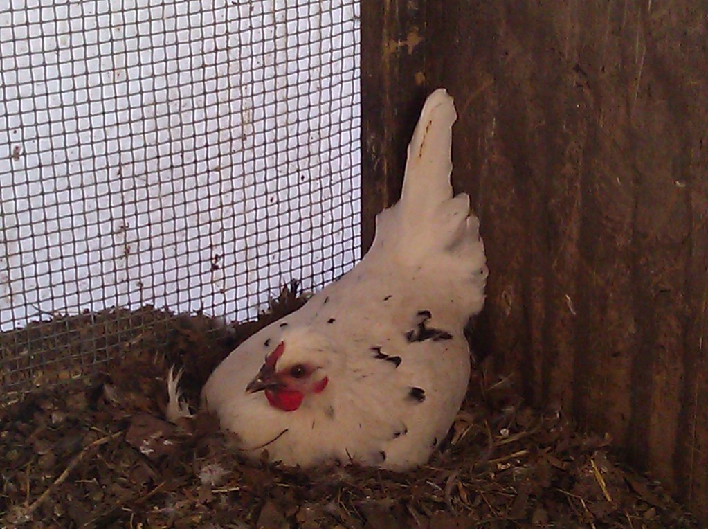 Dulcita | BackYard Chickens - Learn How to Raise Chickens