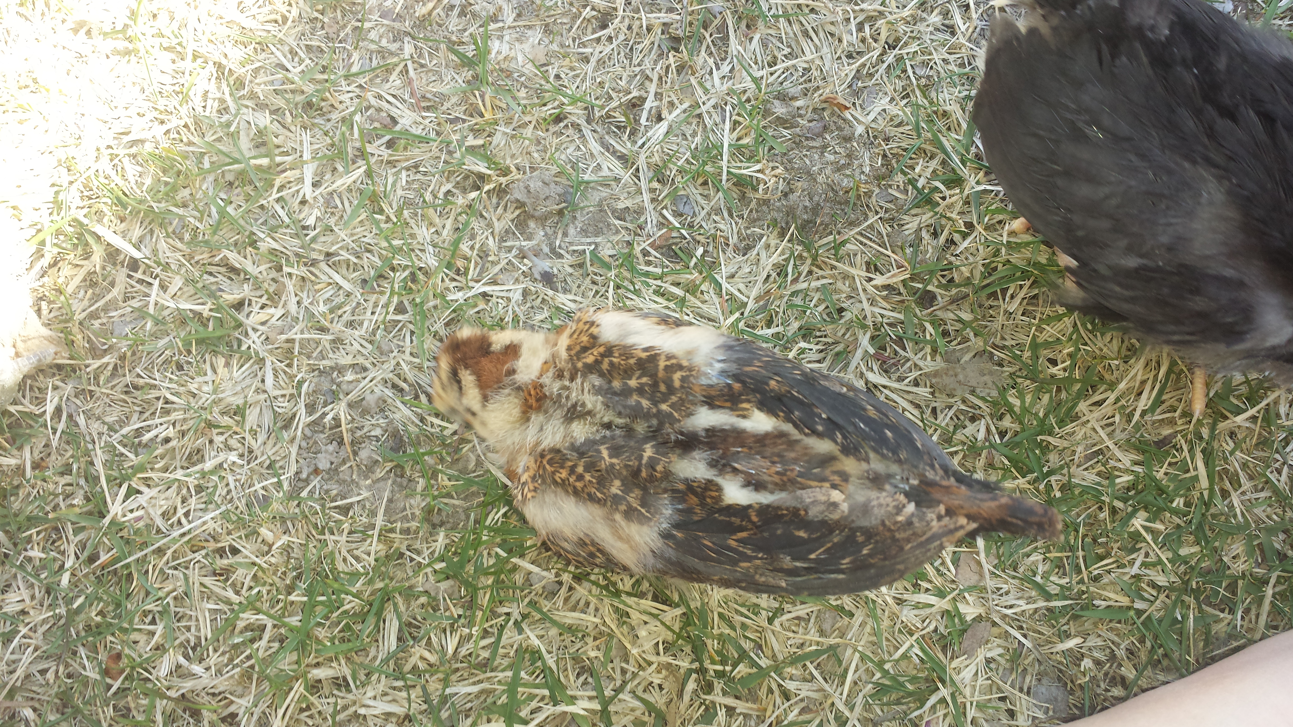 Duma ( buttercup? ) 3 weeks