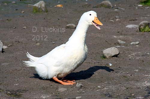Dumped female Pekin injured by being ganged up by the males.