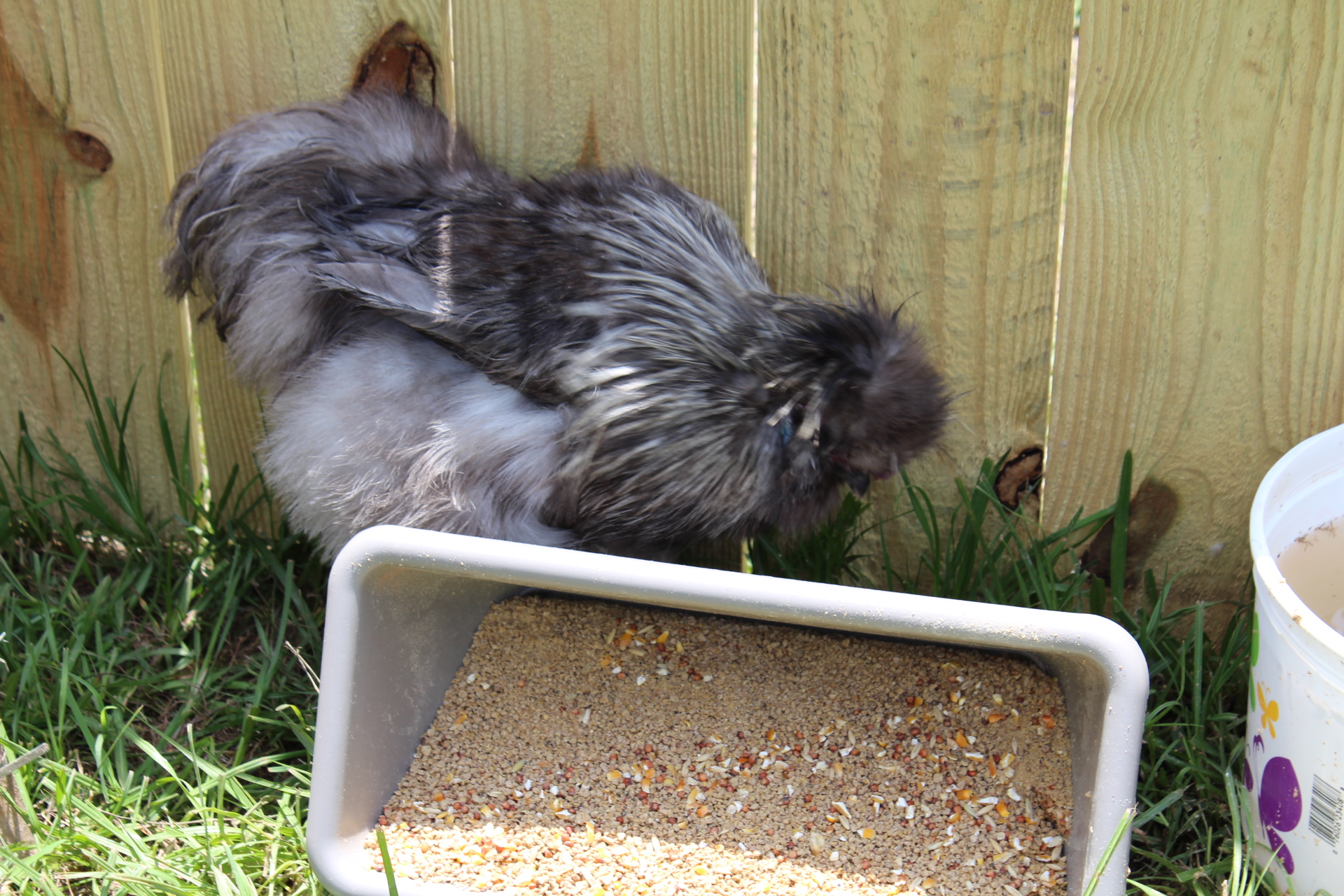 dumped the food...bad rooster!