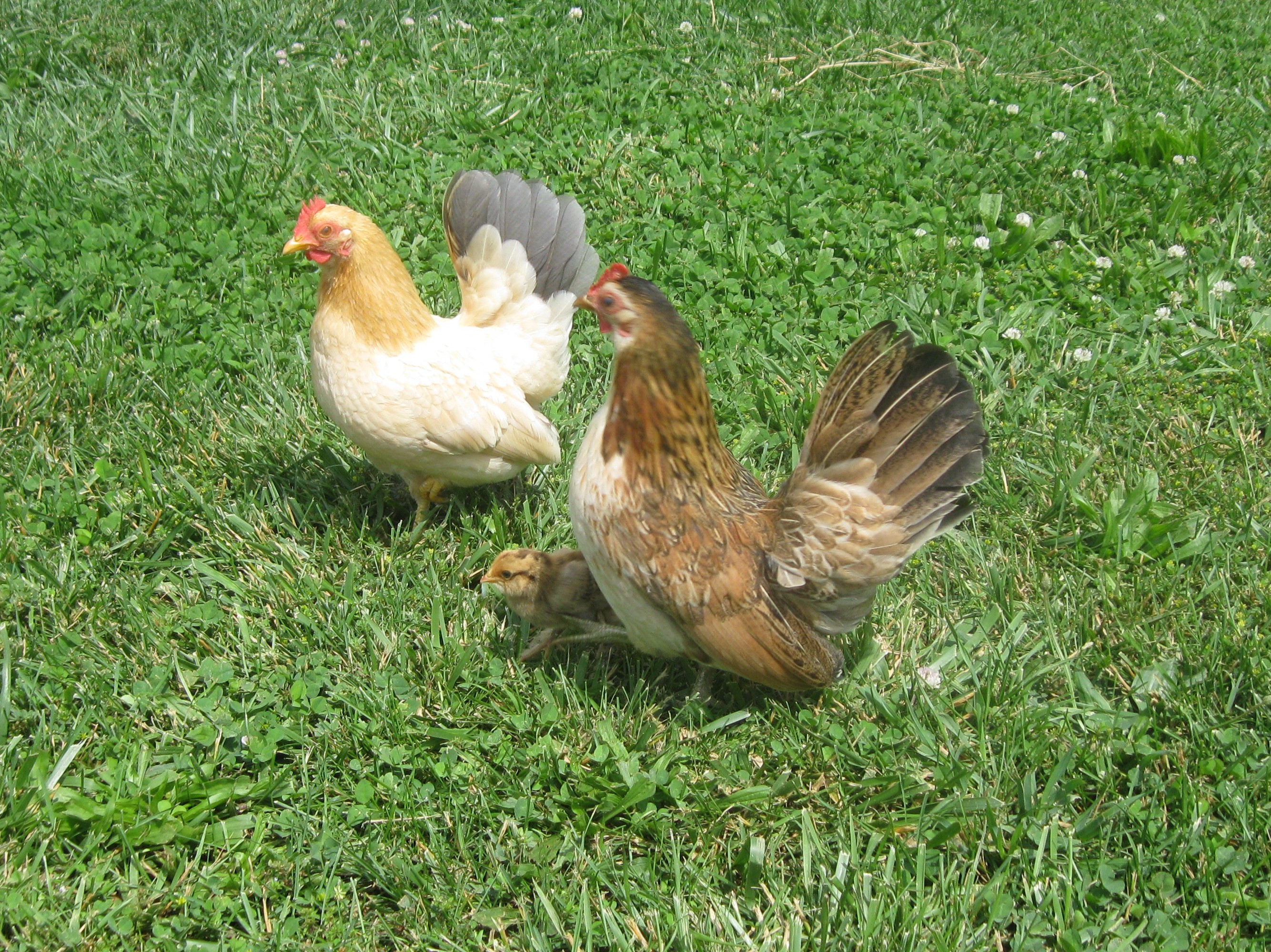 Dumpling and Peeper with their adopted bantam cochin baby...