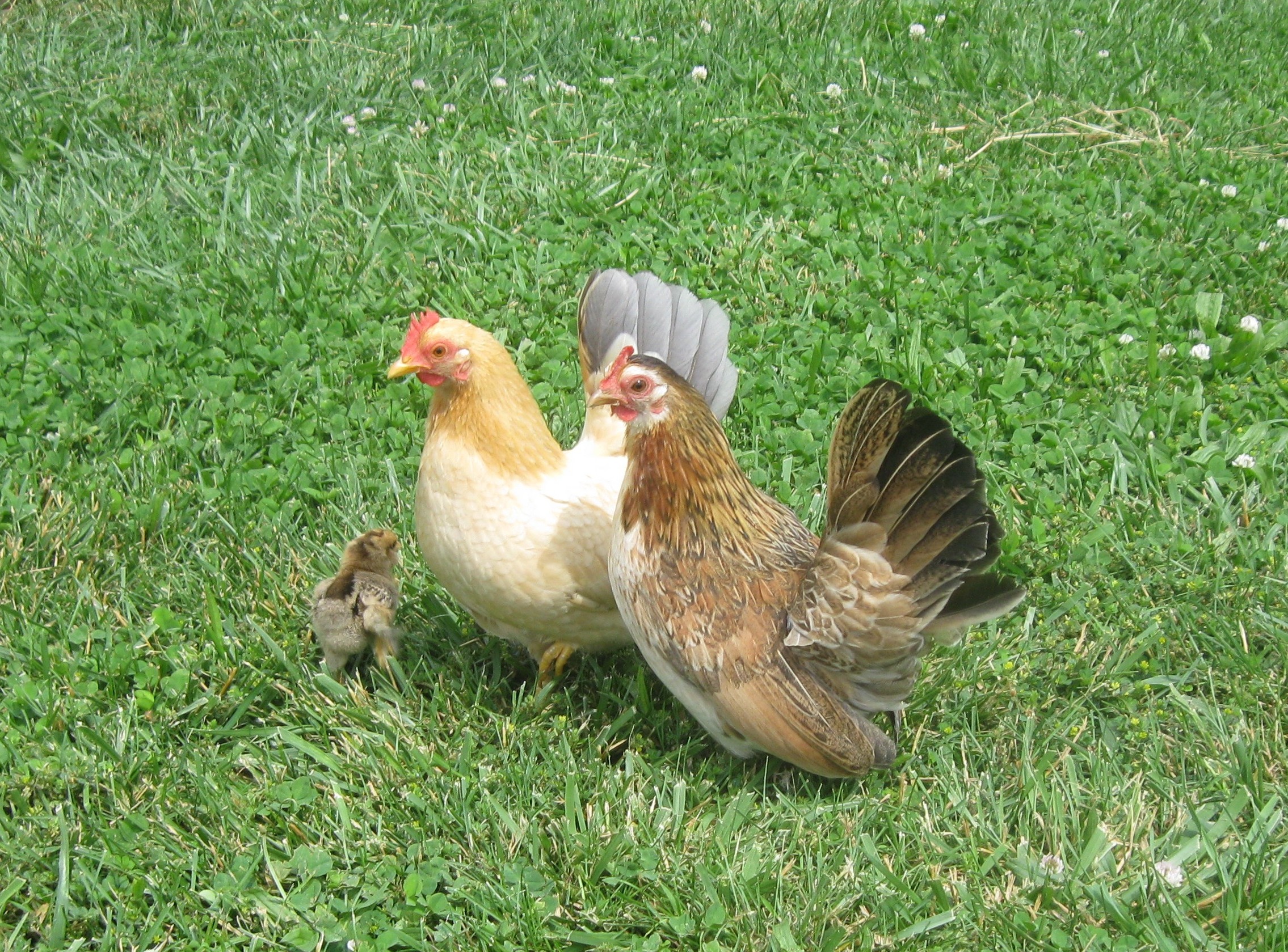 Dumpling and Peeper with their adopted chick...