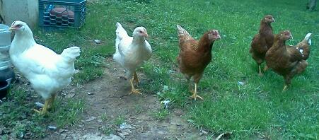 Dumpling, Parma, Nugget, General, and Yums.
RIP Colonel.