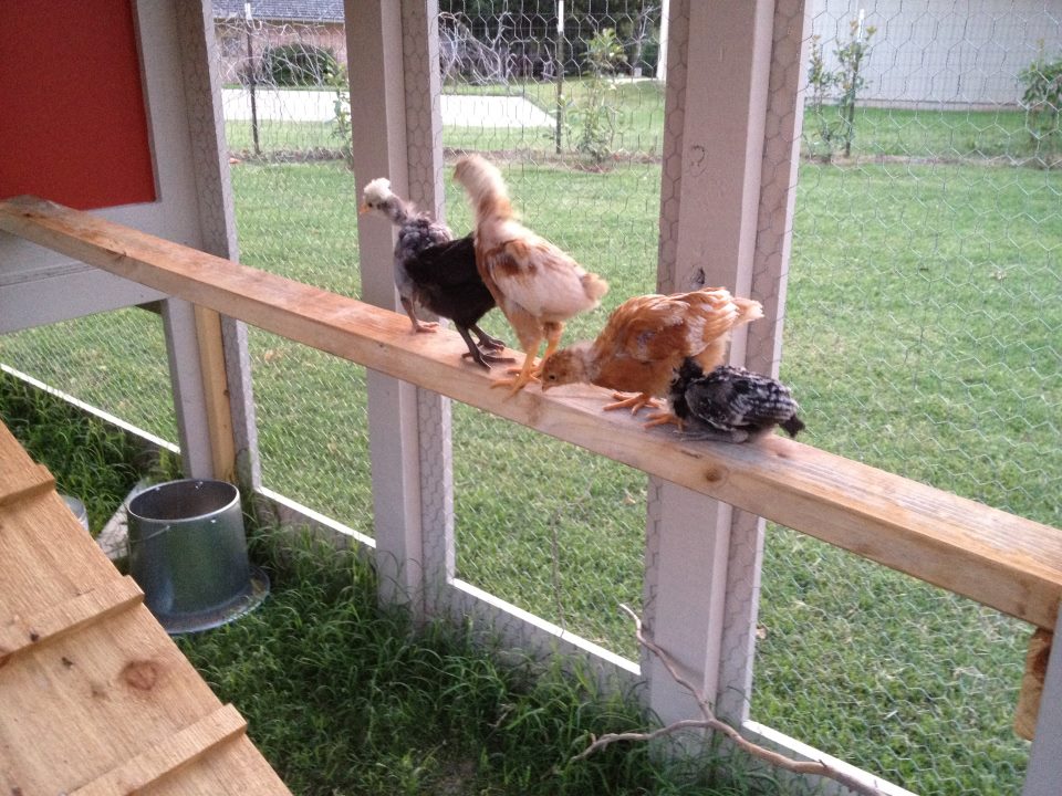 Dumpling, Scout, Buttercup, Goldie Locks and Nugget.