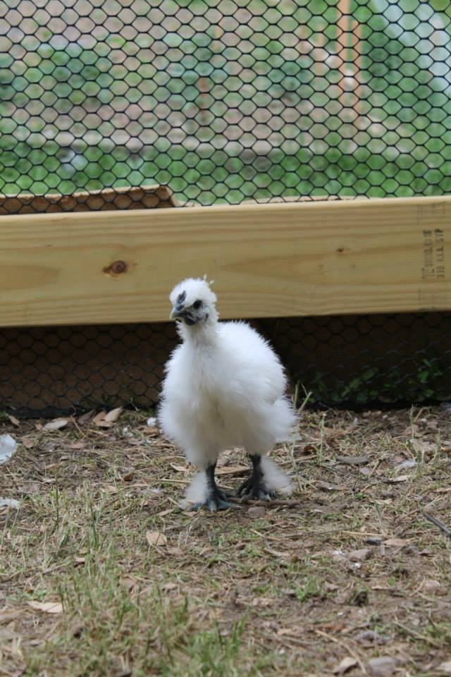 Dumpling