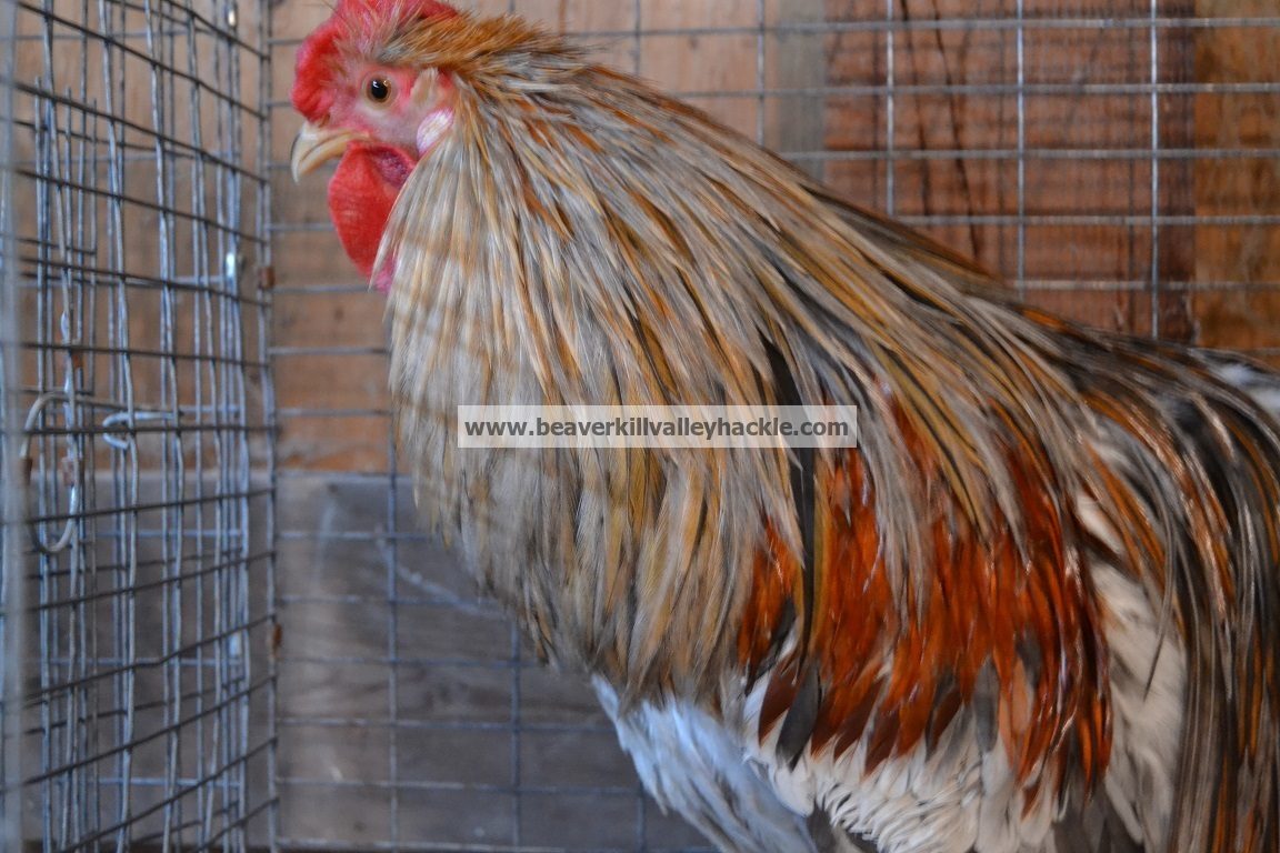 Dun / Ginger variant genetic hackle rooster, close-up of prime cape
