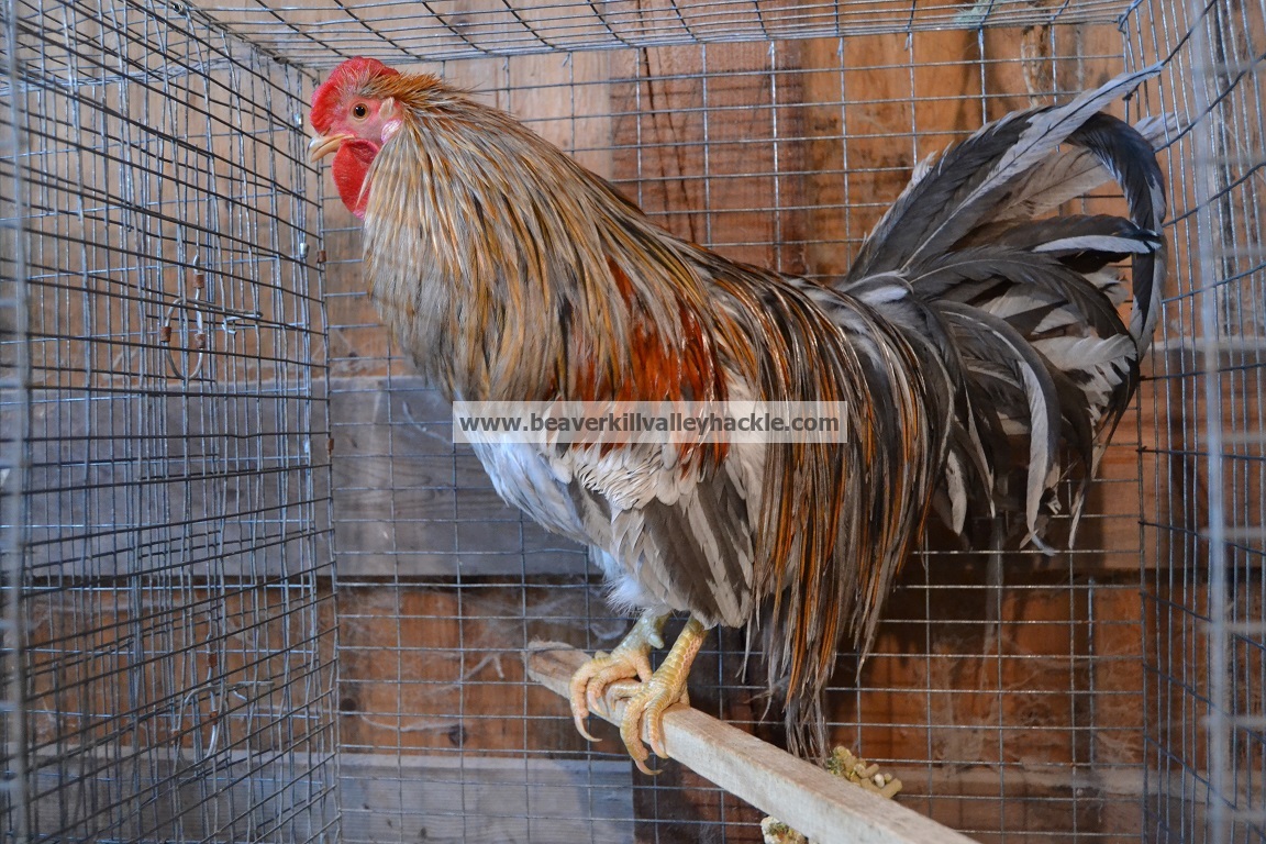 Dun Ginger Variant genetic hackle rooster