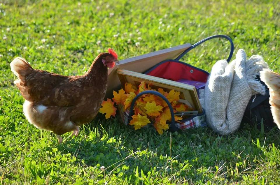 During a family photo shoot, my photographer fell in love with my chickens.  Here's Sophia checking out all the props!