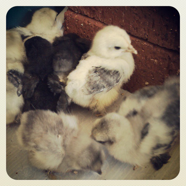 During the first week hatched.
Day to week olds.