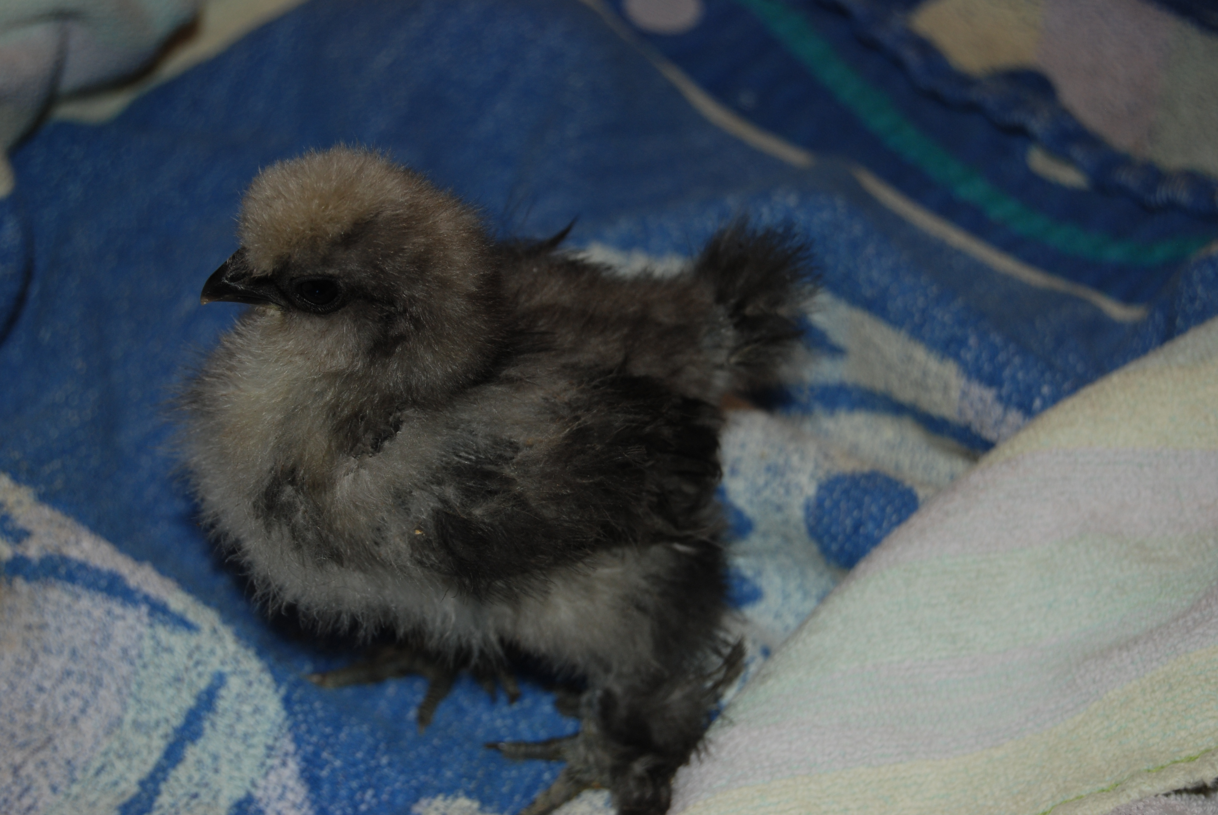 Dusk 3 wks.