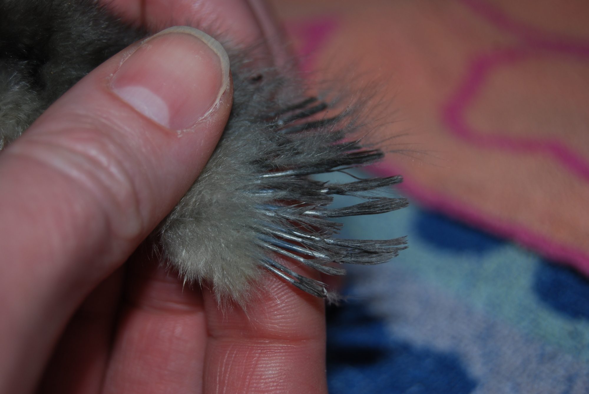 Dusk's wing feathers at one week.