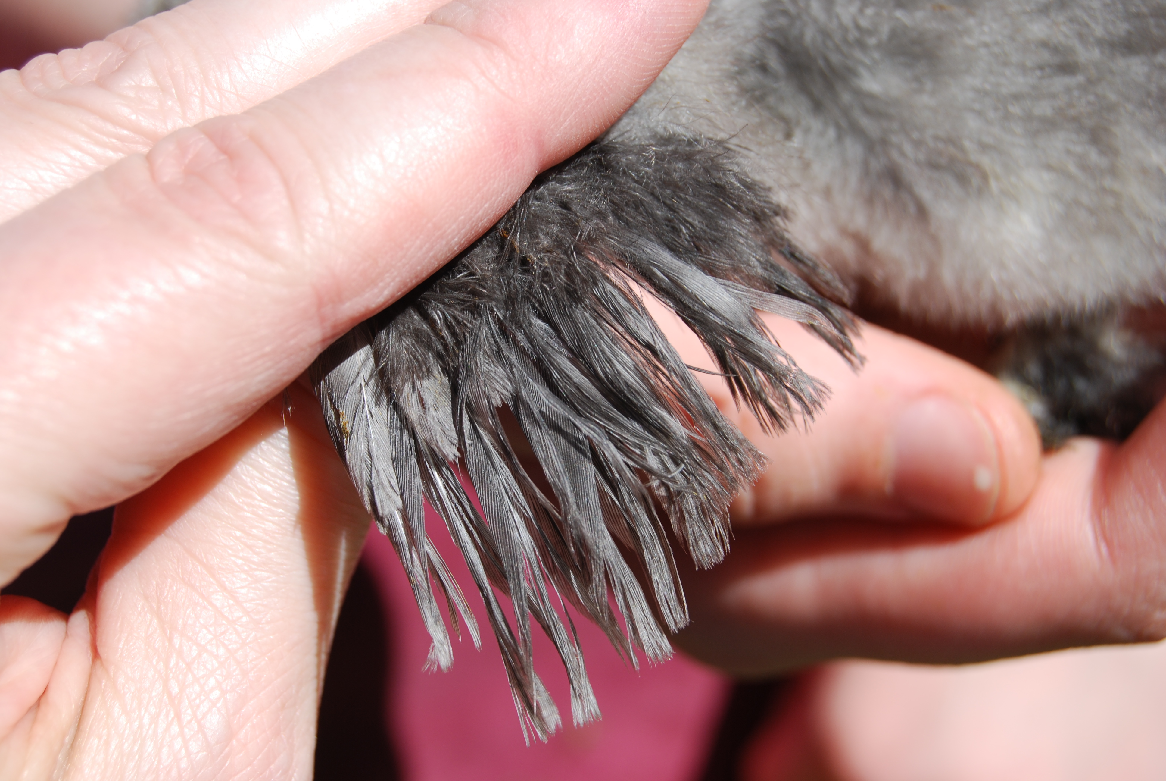 Dusk's wings at 2 wks.