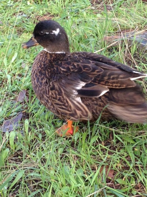 Dusky Pied Hen