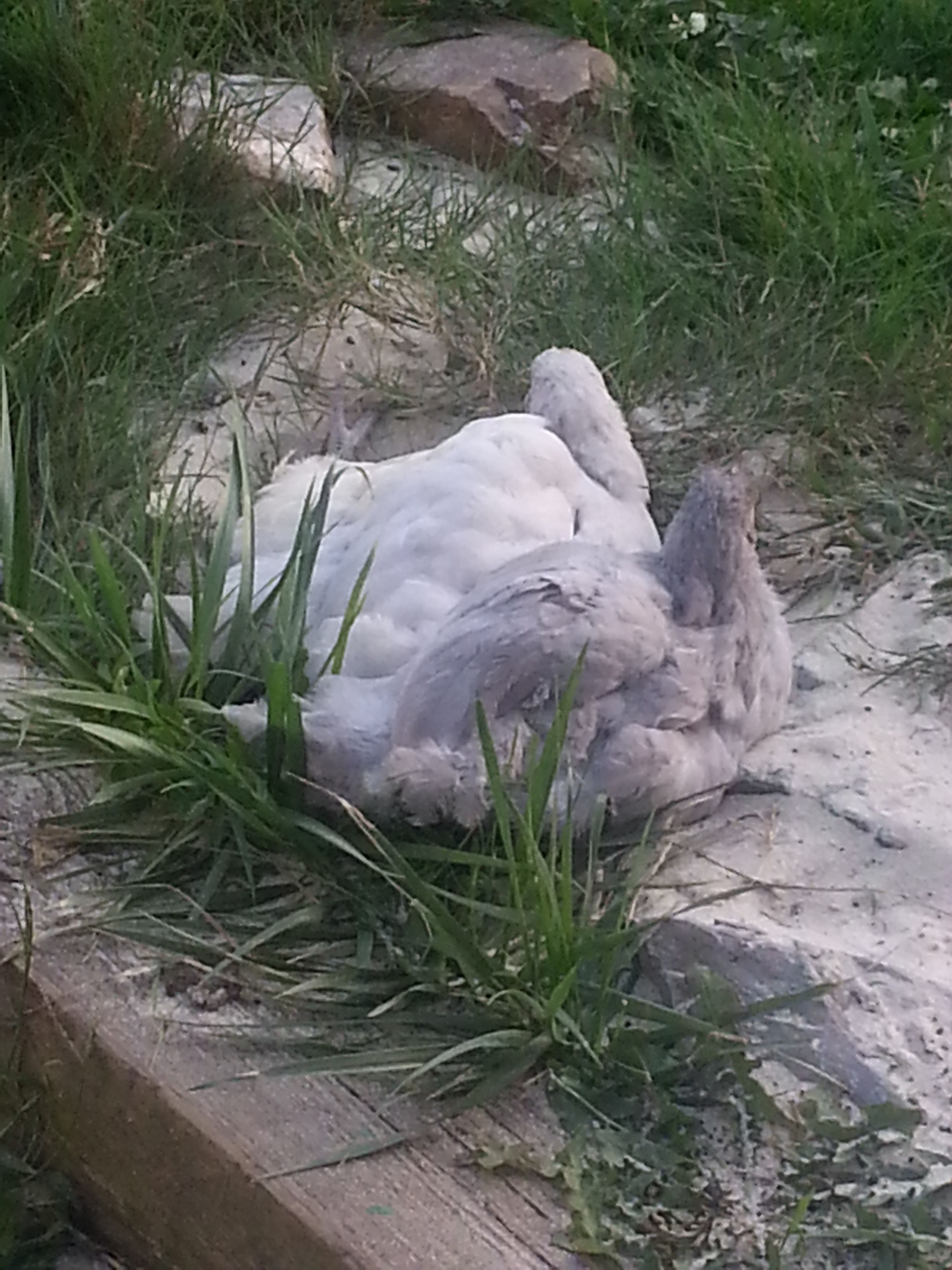 Dust and Sun bathing....aahhhh... the life of a chicken